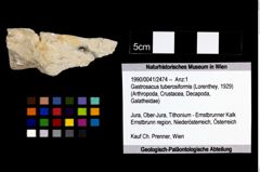 Foto (Objekt + Etikett) von Gastrosacus tuberosiformis (Lorenthey, 1929)  (NHMW-GEO-1990-0041-2474)